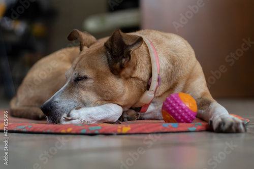 A senior female dog sleeping with her pink ball. Animal world. Pet lover. Animals defend. Dog lover. Senior pet.