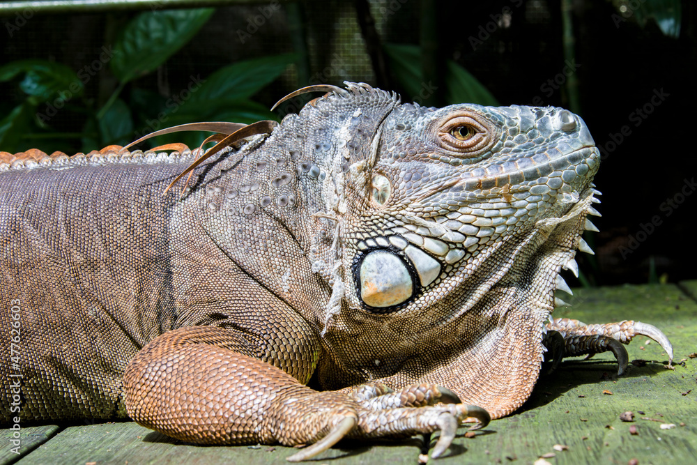 The Red Iguana(Iguana iguana) closeup image.
it actually is green iguana, also known as the American iguana, is a large, arboreal, mostly herbivorous species of lizard of the genus Iguana. The Red Iguana(Iguana iguana) closeup image.
it actually is green iguana, also known as the American iguana, is a large, arboreal, mostly herbivorous species of lizard of the genus Iguana.