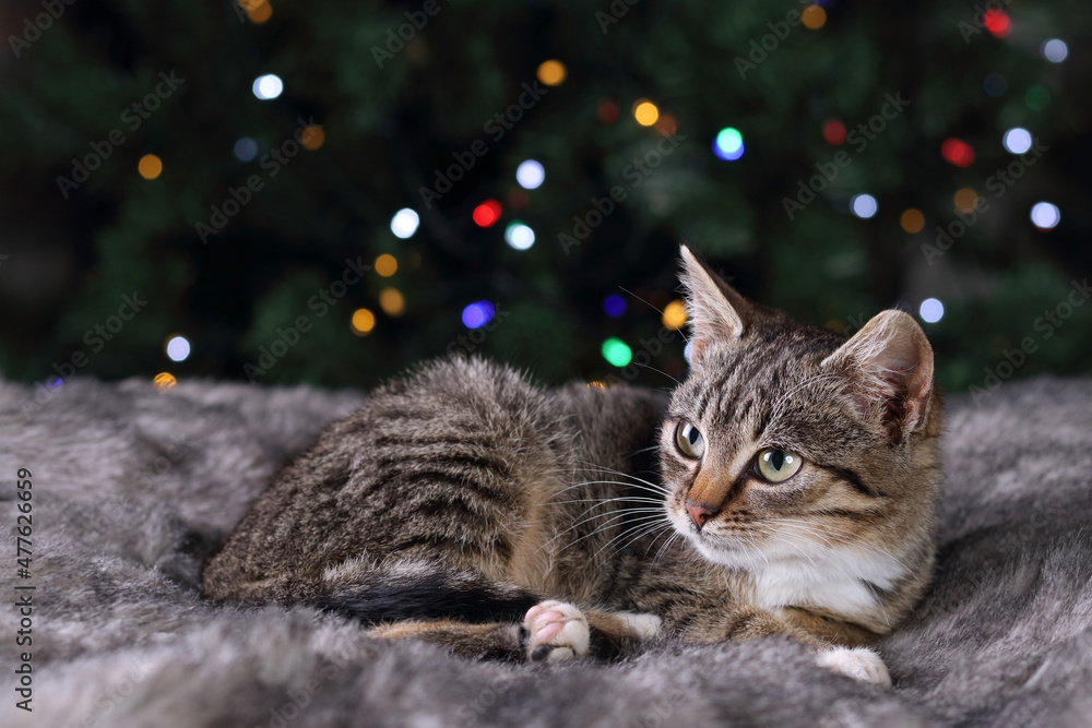 Merry Christmas. Cat lying and resting on gray fur on the background of the Christmas tree. 2022. Little kitten close up. Cat with green eyes. Portrait of a kitten. Holiday concept. Place for text. Merry Christmas. Cat lying and resting on gray fur on the background of the Christmas tree. 2022. Little kitten close up. Cat with green eyes. Portrait of a kitten. Holiday concept. Place for text.
