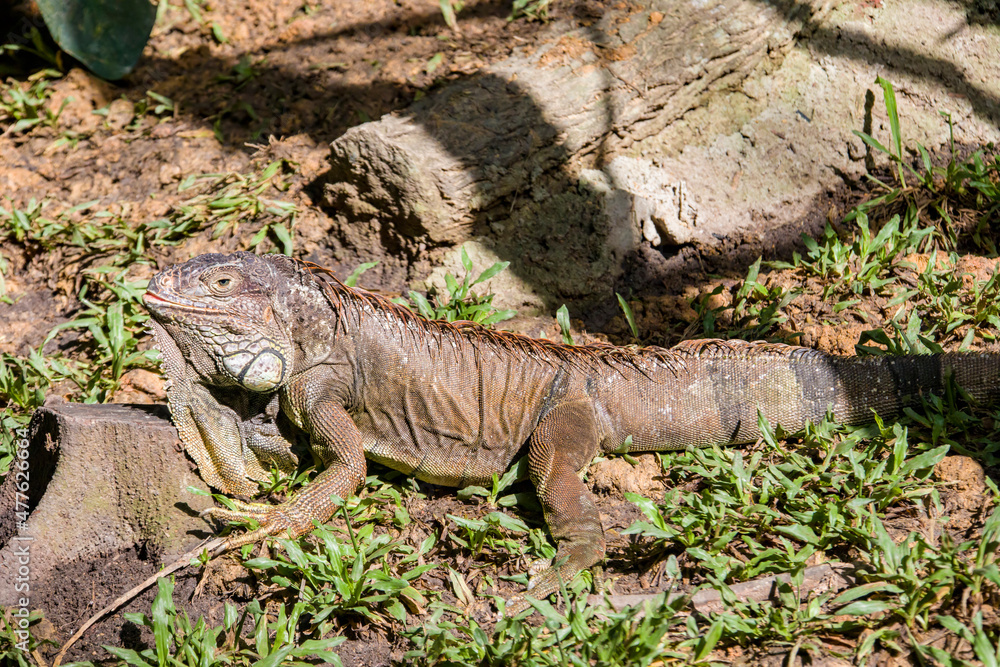 The Red Iguana(Iguana iguana) closeup image.
it actually is green iguana, also known as the American iguana, is a large, arboreal, mostly herbivorous species of lizard of the genus Iguana. The Red Iguana(Iguana iguana) closeup image.
it actually is green iguana, also known as the American iguana, is a large, arboreal, mostly herbivorous species of lizard of the genus Iguana.