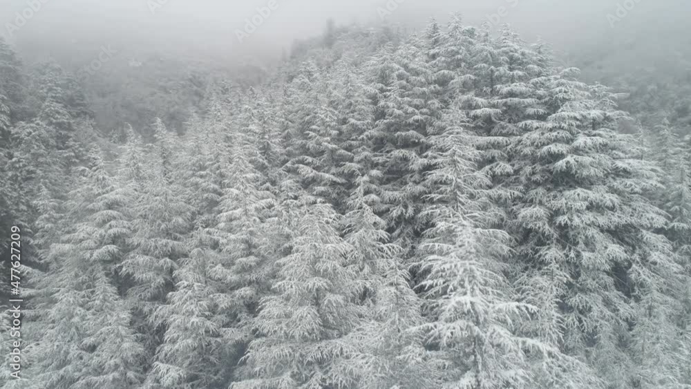 Drone view of a snowy forest 4K Drone view of a snowy forest 4K