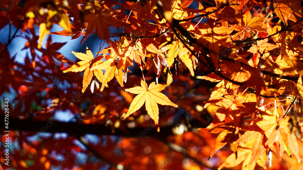 拝殿を彩る紅葉 拝殿を彩る紅葉