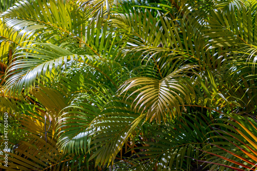 Selective focus of palm tree leaves in the garden  Pattern of green leaf with sunlight and shadow  Greenery nature texture background.