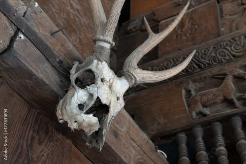 animal horn and skull of dead animal hd image