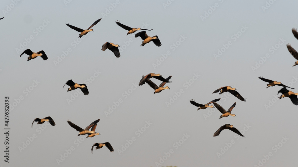 Group of teal birds flying in the sky during migration Group of teal birds flying in the sky during migration