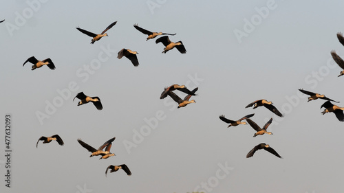 Group of teal birds flying in the sky during migration © ittipol