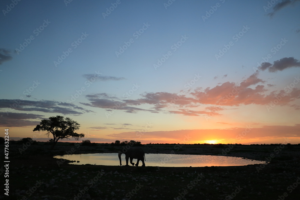 Elephant silhouette at Okaukuejo waterhole, Etosha Elephant silhouette at Okaukuejo waterhole, Etosha