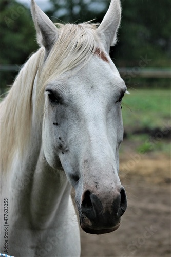 Koń biały portret © Katarzyna