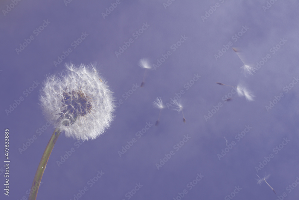 Obraz premium White dandelion on blue