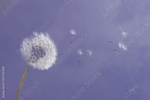 White dandelion on blue
