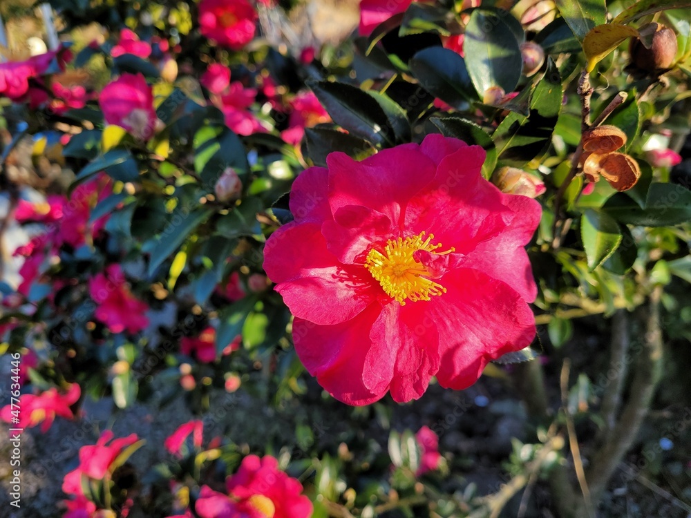 red camellia, flowers blooming on camellia trees red camellia, flowers blooming on camellia trees