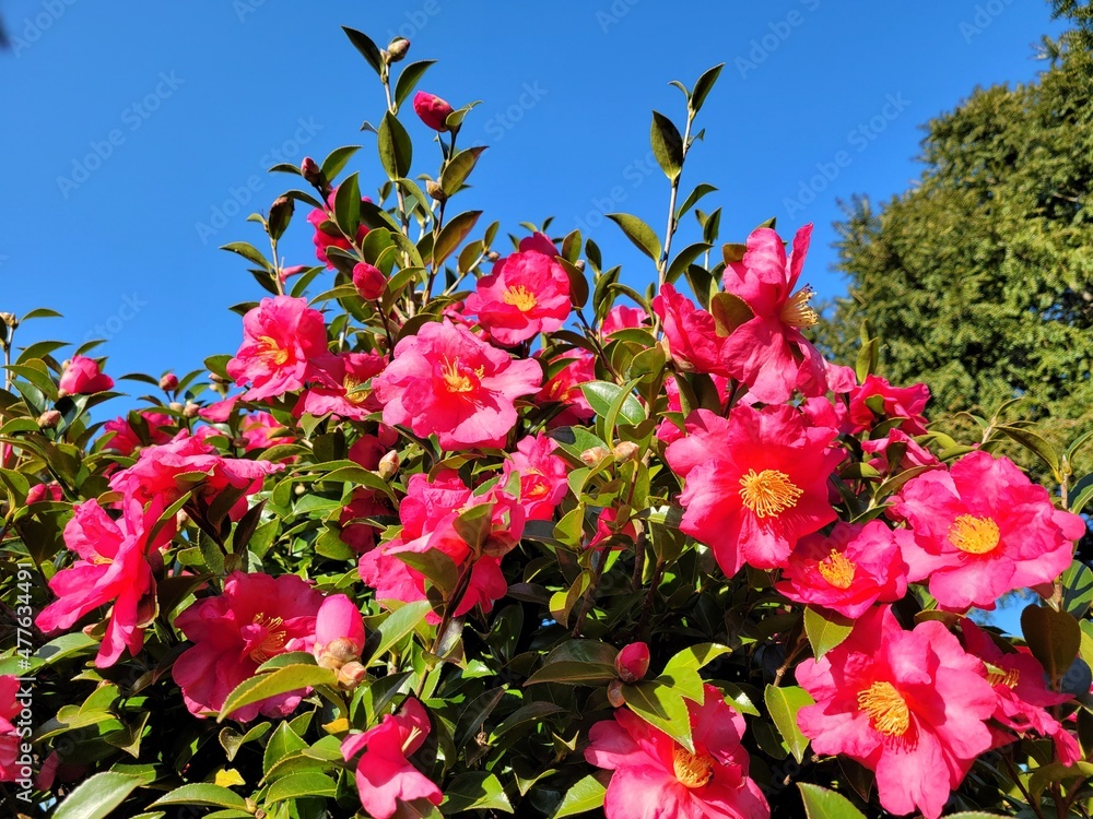 red camellia, flowers blooming on camellia trees