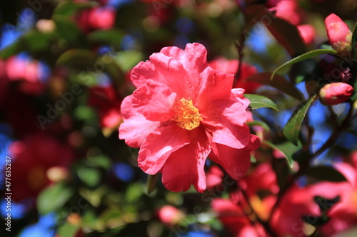 red camellia, flowers blooming on camellia trees