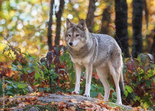 Photo Coyote on top of rock in autumn forest and looking at something
