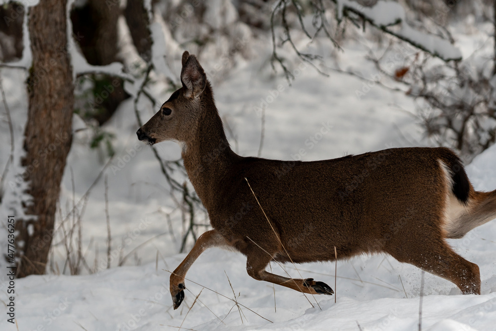White-tailed Deer Running in Snow White-tailed Deer Running in Snow