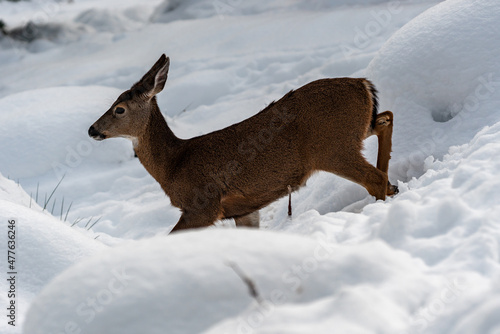 White-tailed Deer Running in Snow