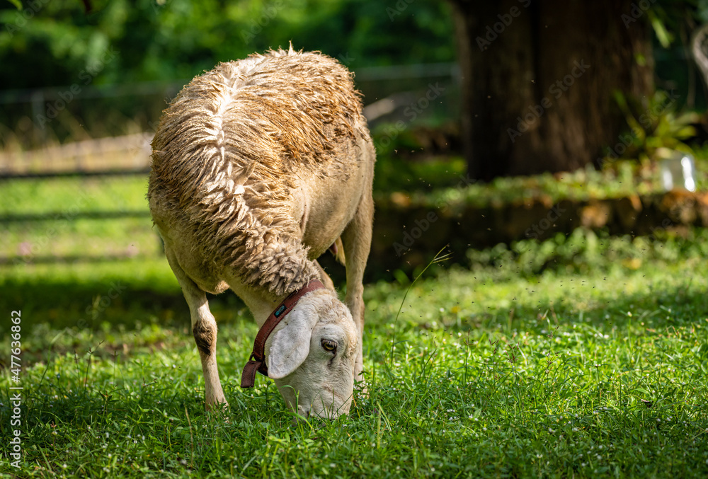 Sheep grazing in the meadow on green background. Animal themes Sheep grazing in the meadow on green background. Animal themes
