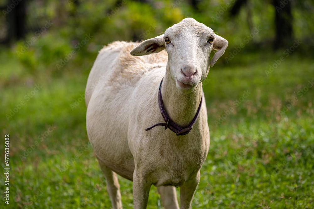 Sheep grazing in the meadow and loooking at camera on green background. Animal themes Sheep grazing in the meadow and loooking at camera on green background. Animal themes