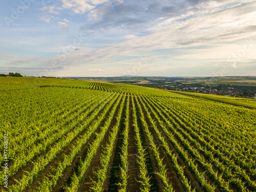 Weinberge von Rheinhessen im Sommer bei Nieder-Olm, Rheinlandpfalz Deutschland