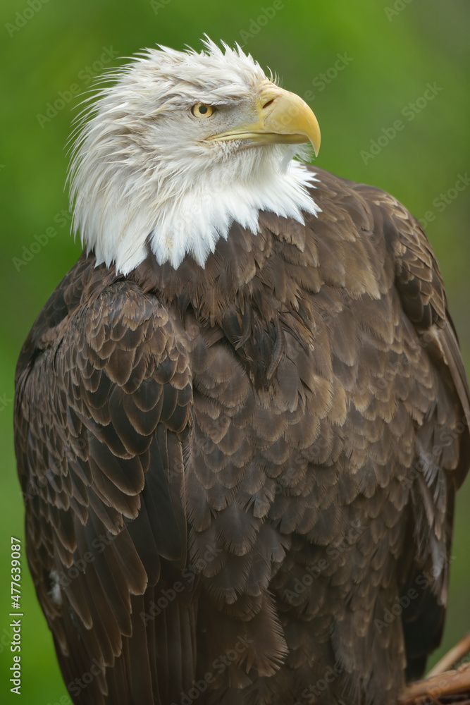 Bald eagle portrait (Haliaeetus leucocephalus) Bald eagle portrait (Haliaeetus leucocephalus)