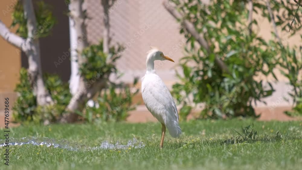 White cattle egret wild bird, also known as Bubulcus ibis walking on green lawn in summer White cattle egret wild bird, also known as Bubulcus ibis walking on green lawn in summer