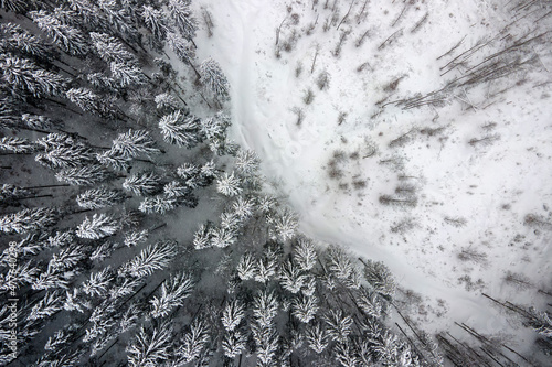 Aerial foggy landscape with evergreen pine trees covered with fresh fallen snow after heavy snowfall in winter mountain forest on cold quiet evening