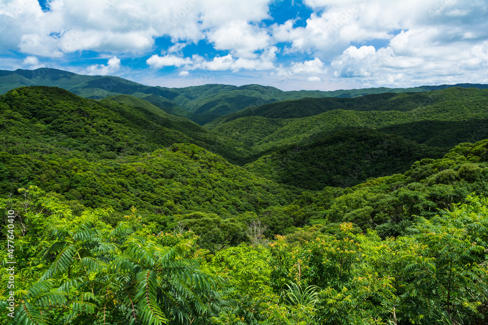 Obraz premium 原生林