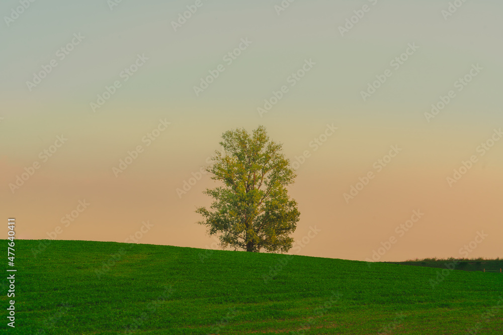 Fototapeta premium A tree in the sunset