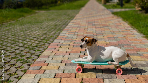 Jack russell terrier dog in sunglasses rides a penny board outdoors.
