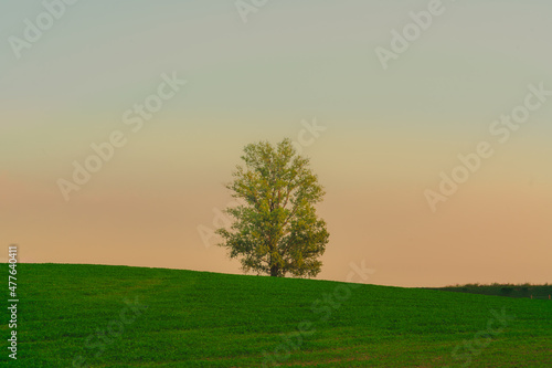 A tree in the sunset