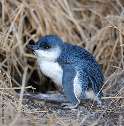 Fairy penguin chick Phillip Island Australia