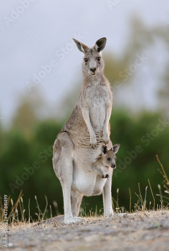 Kangaroo with joey in pouch standing upright Australia