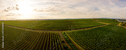 Drohnen Luftaufnahme der Weinberge am Roten Hang bei Nierstein und Oppenheim im Sommer beim Sonnenuntergang, Rheinland-Pfalz Deutschland