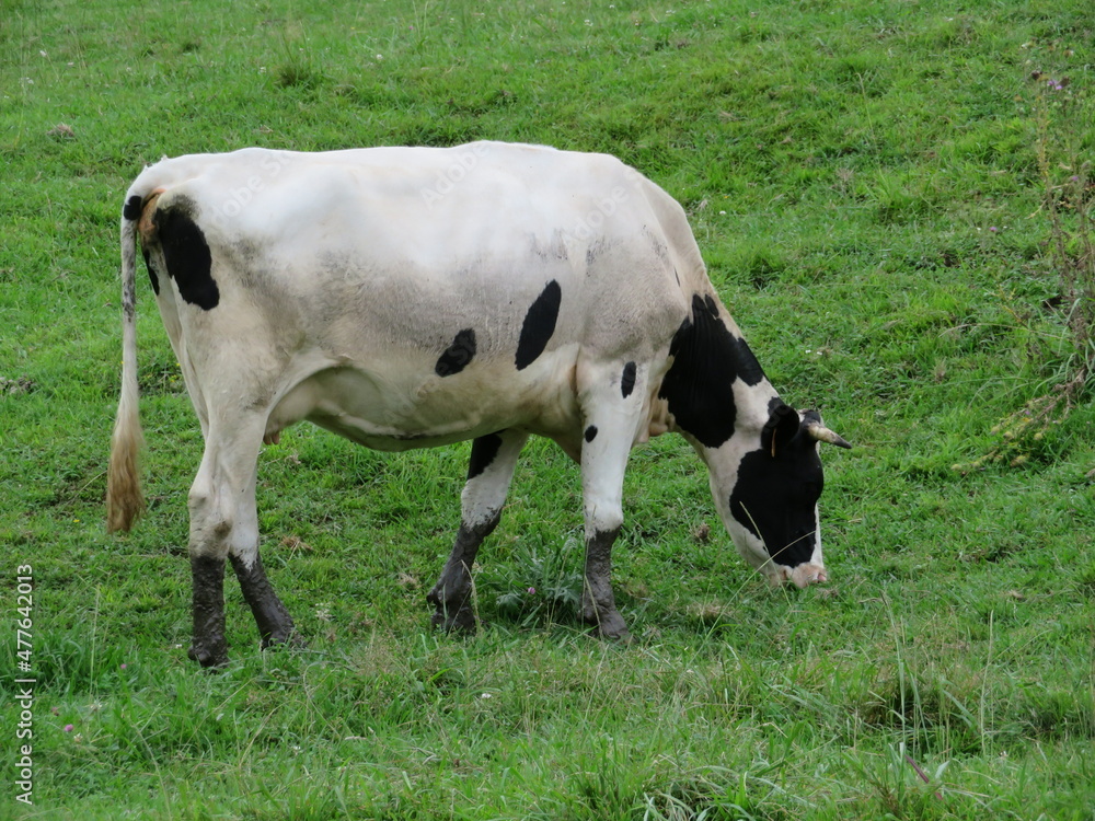beautiful cows meadows pasture animals herbivorous farm beautiful cows meadows pasture animals herbivorous farm
