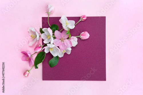 Pink and white flowers apple tree on a dark pink paper card with space for text and pink paper background. Spring flowers. Top view, flat lay © Anastasiia Malinich