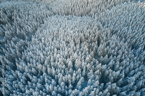 Top down aerial view of snow covered evergreen pine forest after heavy snowfall in winter mountain woods on cold quiet day