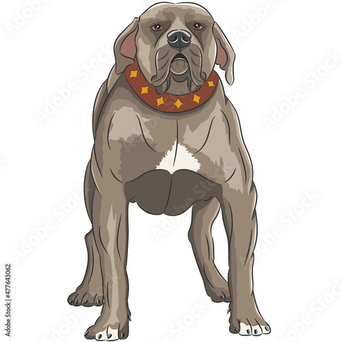 English staffordshire bull terrier isolated on white background.