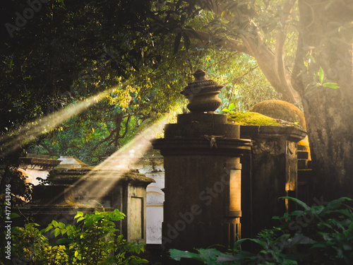 A green garden in the subtle sunlight