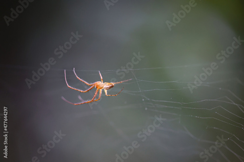 Eine Spinne hängt kopfüber in ihrem Netz.