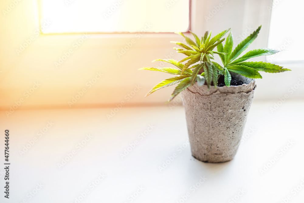 Growing hemp at home in pots of recyclable materials on the windowsill. Sprouts of young spring early hemp with the first leaves of medicinal marijuana. Growing hemp at home in pots of recyclable materials on the windowsill. Sprouts of young spring early hemp with the first leaves of medicinal marijuana.