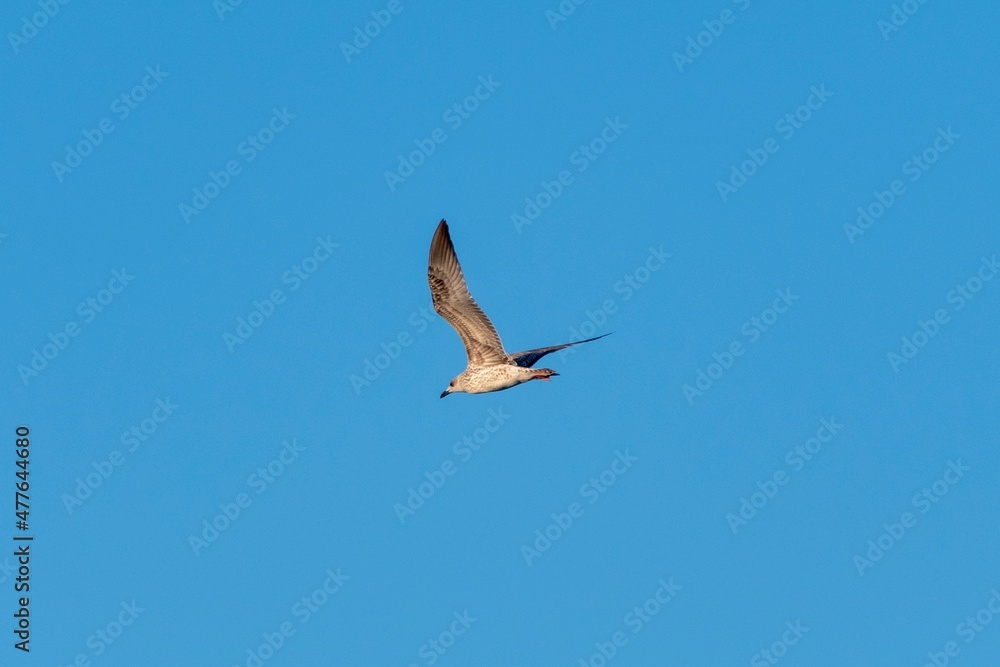 Lonely seagull flying high in the sky Lonely seagull flying high in the sky