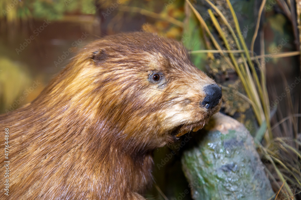 Portrait of an ordinary beaver (Latin Castor fiber) with a beautiful brown coat on a background of green grass. The animal world is mammals.