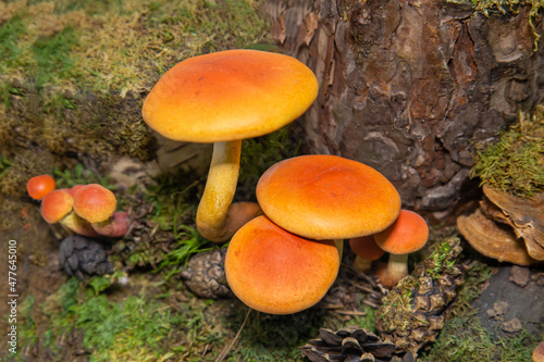 The mushroom is a brick-red (Latin Hypholoma lateritium) with a yellow cap on a background of dry leaves and green grass. Plants mushrooms nature ecology.