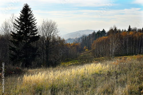 Fototapeta Naklejka Na Ścianę i Meble -  Jesienne barwy na górskim stoku.