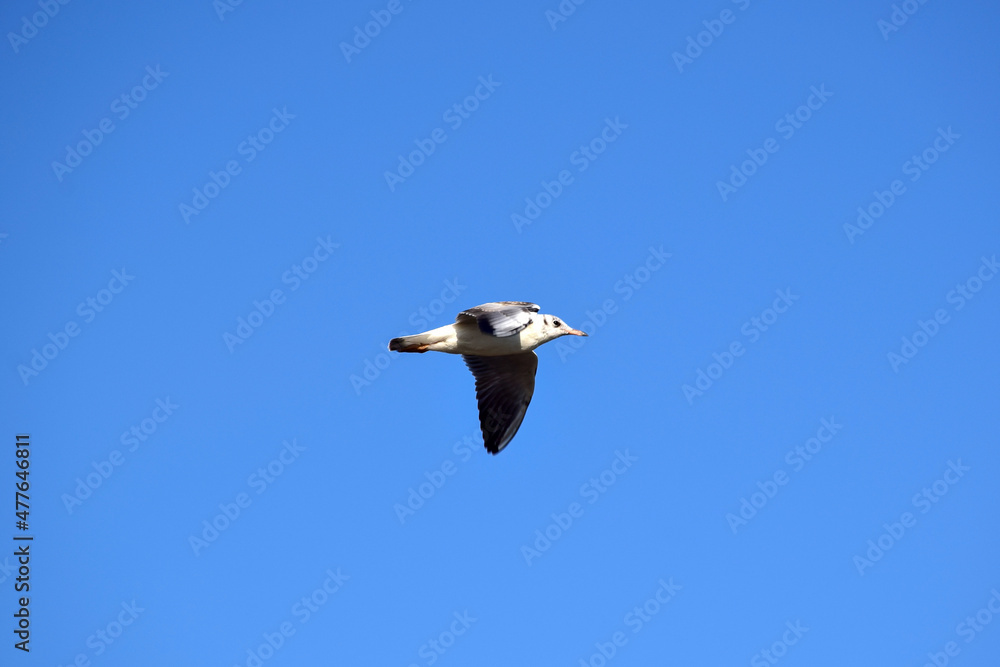 Flying seagull in a bright blue sky without clouds. Bird in the center of the frame Flying seagull in a bright blue sky without clouds. Bird in the center of the frame