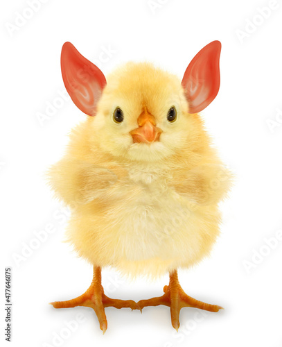 Crazy chick with ridiculous elf ears. Funny baby animals concept Fototapet