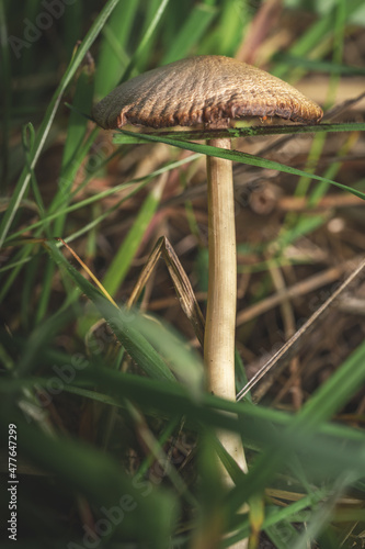 A magical mushroom in the grass of the green forest