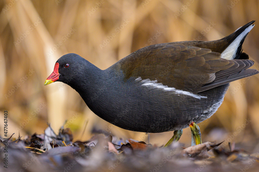 An adult common moorhen looking for food in winter An adult common moorhen looking for food in winter