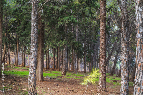 There are many trees in the forest