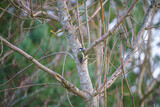 a great tit (Parus major) feeds amongst bare winter branches 